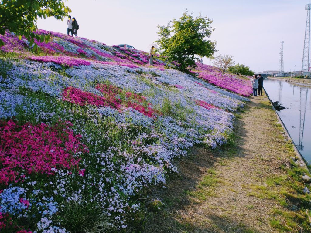 春を彩る可憐な芝桜の絨毯 愛媛県西条市 禎瑞 ていずい の芝桜 住みたい田舎のトラベラー