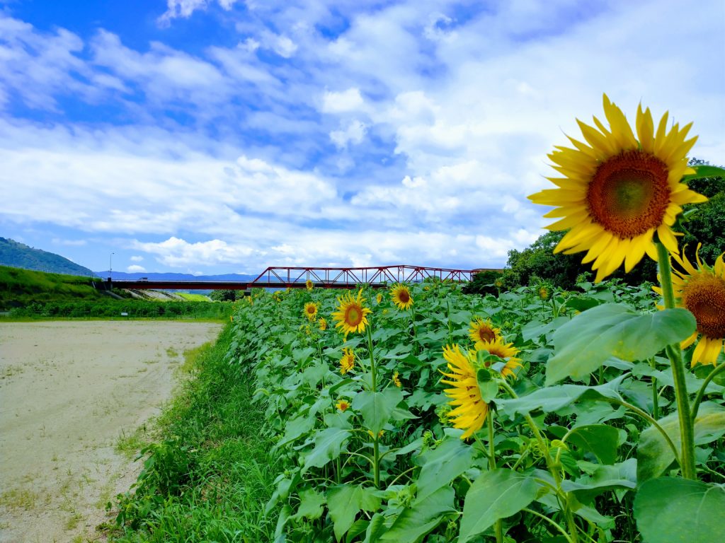 夏空と赤い橋 そして輝くひまわり 大洲市 五郎のひまわり畑 住みたい田舎のトラベラー